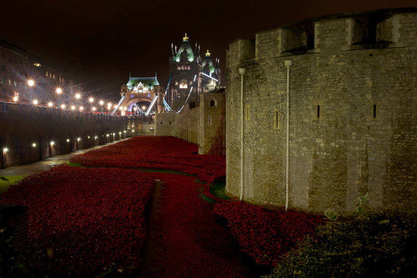 6H1C0067 
 Blood Swept Lands and Seas of Red, marking the centenary of the outbreak of the First World War. Created by ceramic artist Paul Cummins, with setting by stage designer Tom Piper, 888,246 ceramic poppies will progressively fill the Towers famous moat. London 11th November 2014 
 Keywords: 100, 1914, 1st, anniversary, architectural, architecture, army, art, artist, blood, britain, castle, century, ceramic, commemorate, cummins, dead, death, english, famous, field, first, flower, heritage, historic, history, installation, landmark, london, memorial, military, monument, monumental, one, poppy, red, remembrance, royal, sacrifice, sightseeing, soldier, symbol, symbolic, tower, tribute, uk, war, world, ww1, night, evening,