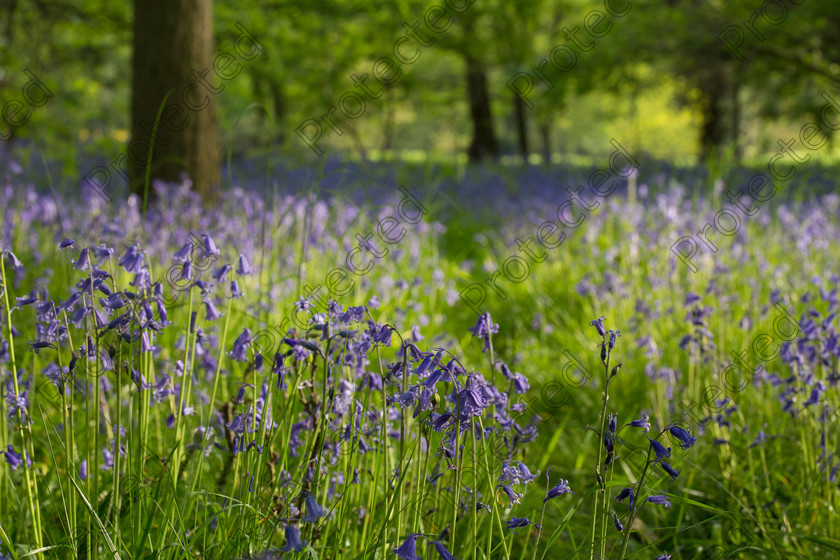 Bluebells004 
 Bluebell woods 
 Keywords: background, beautiful, beauty, bells, blue, bluebell, carpet, countryside, england, floral, flower, forest, green, idyllic, landscape, nature, outdoors, picturesque, rural, scene, scenery, scenic, spring, springtime, tree, uk, wild, wilderness, wildflowers, wood, woodland