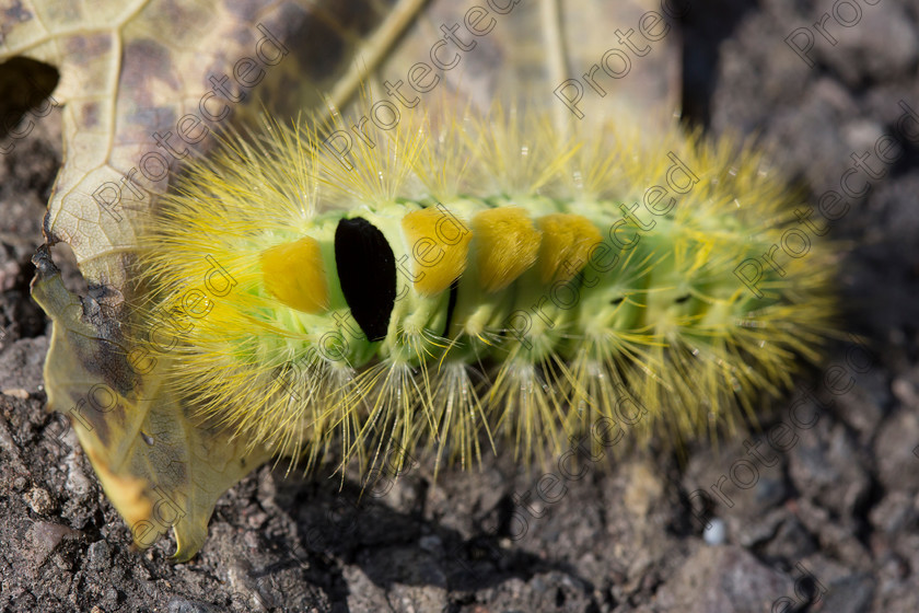 Caterpillar-006 
 Yellow caterpillar 
 Keywords: yellow, fluffy, stalk, caterpillar, background, green, red, black, health, wildlife