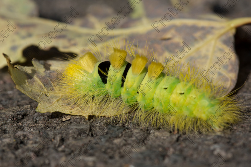 Caterpillar-007 
 Yellow caterpillar 
 Keywords: yellow, fluffy, stalk, caterpillar, background, green, red, black, health, wildlife