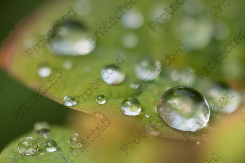 Droplets-008 
 Droplets 
 Keywords: leaf, water, macro, drops, green, dew, nature, drop, spring, droplet, background, fresh, rain, plant, liquid, droplets, environment, freshness, wet, grass, summer, bright, growth, raindrop, closeup