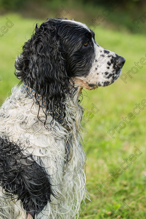 6H1C1479 
 English springer spaniel 
 Keywords: spaniel, springer, hunting dog, dog pointing, pointing dog, english springer spaniel, dog hunting, water dog, hunting, sport dog, dog, wet, English