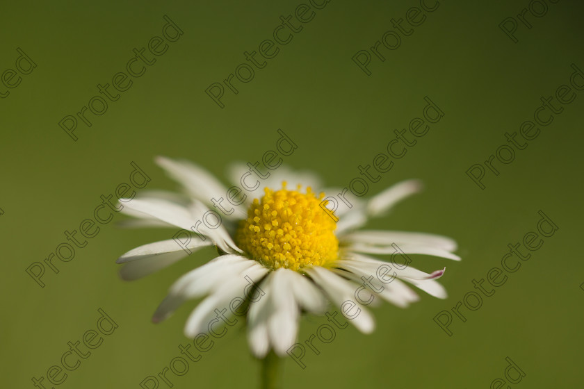 6H1C0820 
 Daisy 
 Keywords: bloom, blooming, botany, bright, chamomile, close, closeup, color, daisy, decoration, detail, environment, flora, flower, garden, green, herb, idyllic, macro, meadow, nature, nobody, ornament, ornamental, outdoor, plant, season, spring, stem, summer, sunny, up, vertical, vibrant, white