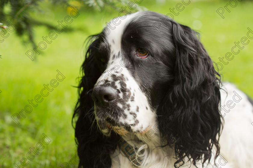 Spaniel-005 
 Spaniel 
 Keywords: english, spaniel, springer, hunting dog, dog pointing, pointing dog, english springer spaniel, dog hunting, water dog, hunting, sport dog, dog