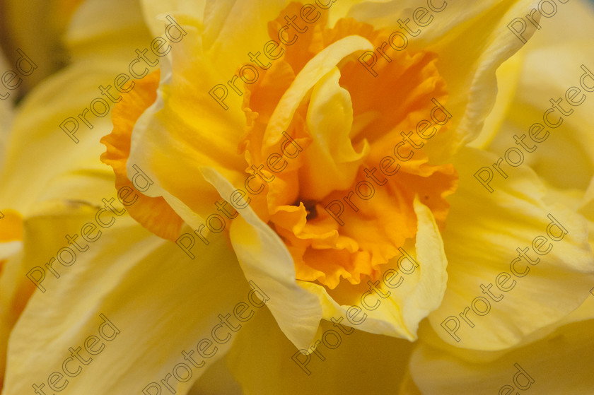 Daffodill 001 
 Daffodil close up 
 Keywords: Daffodil, Close-Up, Flower, Single Flower, Yellow, Spring, Macro, Beauty, Beauty In Nature, Perennial