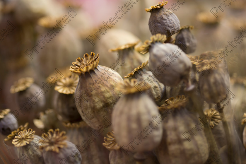 Dried-flowers-011 
 Dried flowers 
 Keywords: Flower, Close-Up, Red, Orange, Outdoors, Bundle, Brown, Field, Macro, Flora, Stem, Seed, Group of Objects, Blurred Motion, Herb, Bunch, Cut Flowers, Backgrounds, Nature, Dry, Rustic, Decoration, Dried Flower, Pink