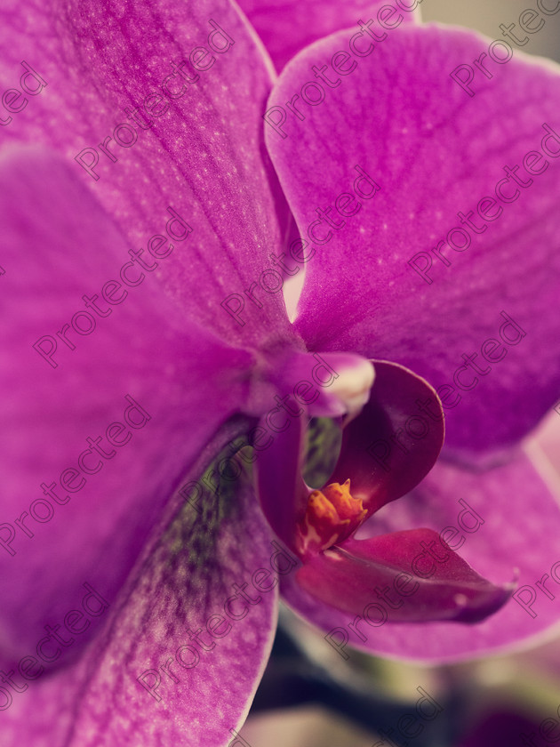 6H1C0556 
 Orchid 
 Keywords: branch, bridal, flower, garden, moth, nature, orchid, petal, phalanopsis, pink, pistil, purple, shower, stamen