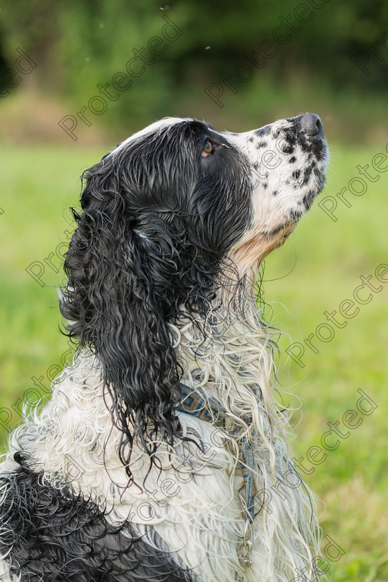 6H1C1482 
 English Springer spaniel 
 Keywords: spaniel, springer, hunting dog, dog pointing, pointing dog, english springer spaniel, dog hunting, water dog, hunting, sport dog, dog, wet, English
