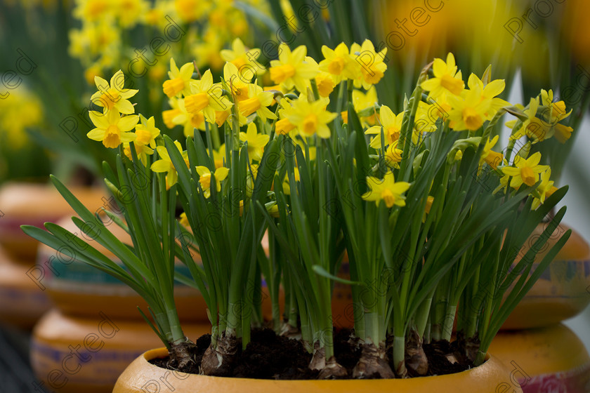 Daffodil-005