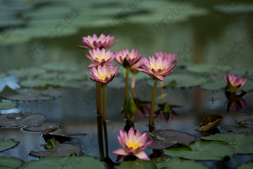 Waterlily-009