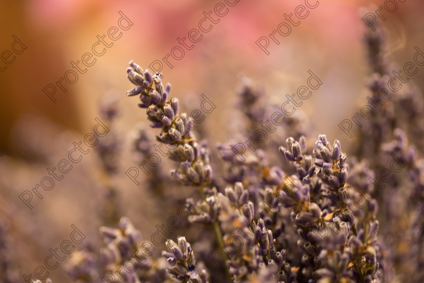 Dried-flowers-014 
 Dried flowers 
 Keywords: Flower, Close-Up, Red, Orange, Outdoors, Bundle, Brown, Field, Macro, Flora, Stem, Seed, Group of Objects, Blurred Motion, Herb, Bunch, Cut Flowers, Backgrounds, Nature, Dry, Rustic, Decoration, Dried Flower, Pink
