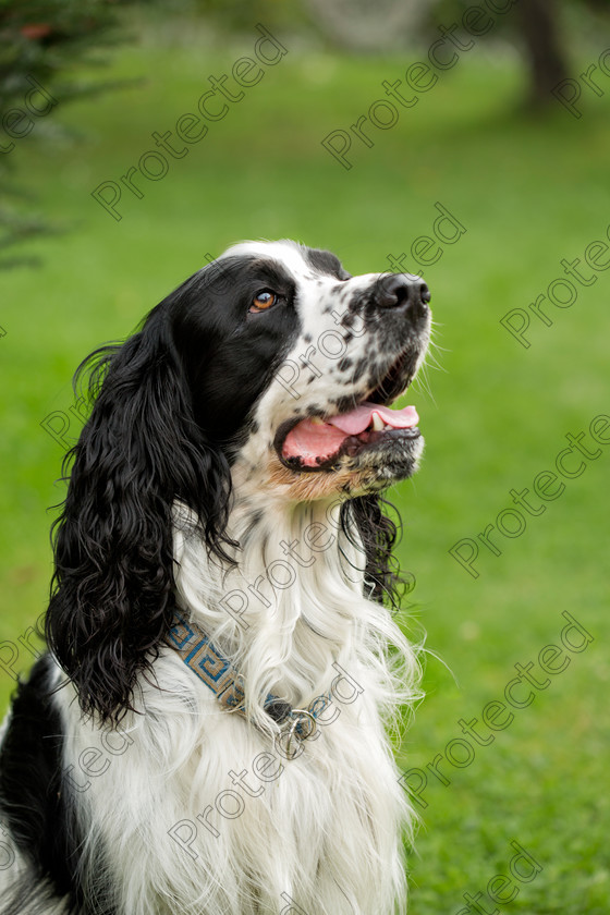 Spaniel-009 
 Spaniel 
 Keywords: english, spaniel, springer, hunting dog, dog pointing, pointing dog, english springer spaniel, dog hunting, water dog, hunting, sport dog, dog