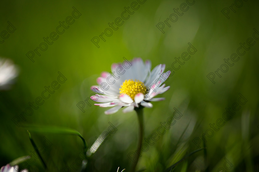 6H1C8815 
 Daisies 
 Keywords: bloom, blooming, botany, bright, chamomile, close, closeup, color, daisy, decoration, detail, environment, flora, flower, garden, green, herb, idyllic, macro, meadow, nature, nobody, ornament, ornamental, outdoor, plant, season, spring, stem, summer, sunny, up, vertical, vibrant, white
