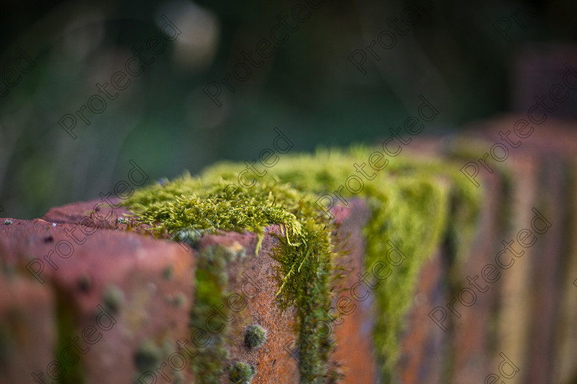 Brick-wall-with-moss-002
