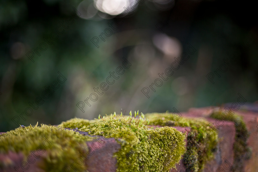 Brick-wall-with-moss-001