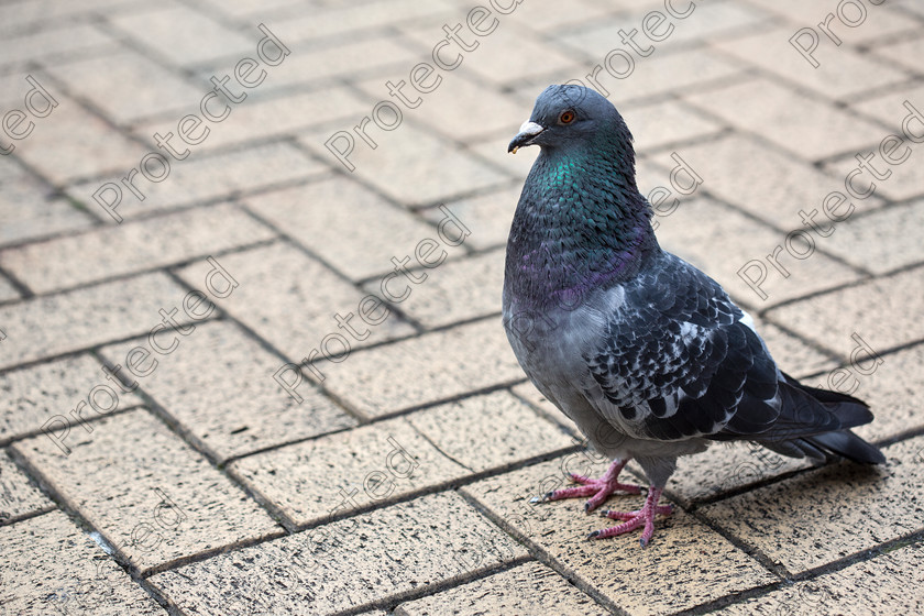 Pigeon-003