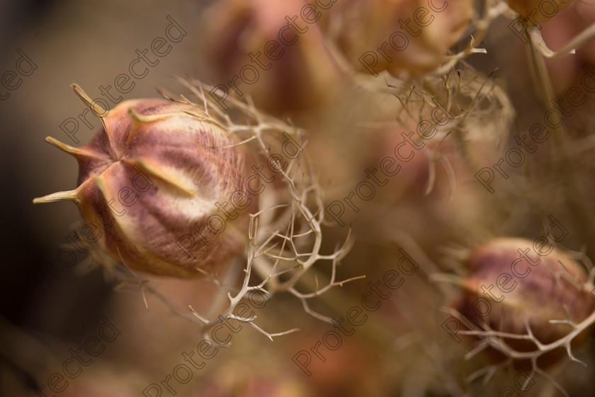 Dried-flowers-010 
 Dried flowers 
 Keywords: Flower, Close-Up, Red, Orange, Outdoors, Bundle, Brown, Field, Macro, Flora, Stem, Seed, Group of Objects, Blurred Motion, Herb, Bunch, Cut Flowers, Backgrounds, Nature, Dry, Rustic, Decoration, Dried Flower, Pink