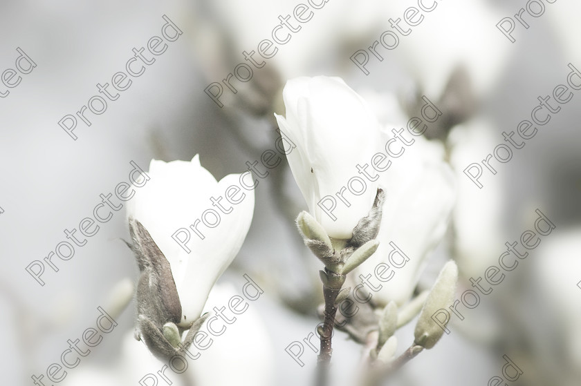 DSC 0045 
 Simply white - magnolia blossom 
 Keywords: beautiful, beauty, bloom, blossom, botany, branch, flora, flower, fresh, garden, macro, magnolia, nature, outdoor, park, petal, plant, season, spring, springtime, tree, white