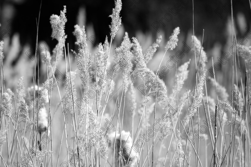 DSC 0049 copy copy 
 Long grass, autumn, monochrome 
 Keywords: autumn, backgrounds, brown, dry, flora, grain, grass, grassland, grow, horizon, landscape, leaves, light, long, looking, meadow, monochrome, natural, nature, plant, reed, repeat, repetition, top, upwards, water, white, wind, windy