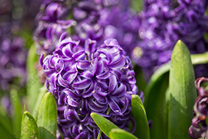 Hyacinth-003