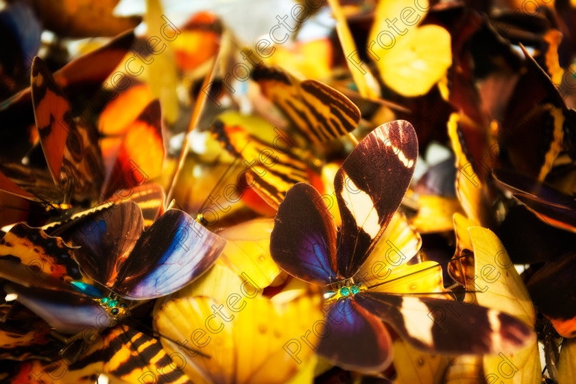 Butterflies 001 
 Butterfly pattern 
 Keywords: butterfly, butterflies, pattern, colour