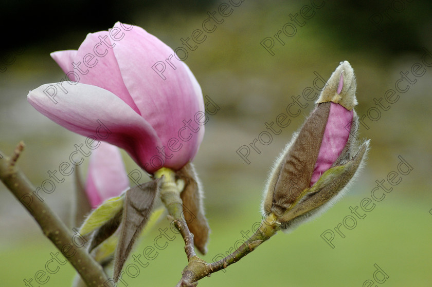 Pink-magnolia-006-final 
 Pink magnolia 
 Keywords: april, arbor, background, beautiful, beauty, bloom, blooming, blossom, blossoming, botany, branch, bud, closeups, colors, delicate, details, easter, flora, floral, flower, fragile, fragility, freshness, fuchsia, garden, head, horticulture, lily, lines, magnolia, natural, nature, objects, outdoor, park, path, petals, pink, plant, pollen, purity, purple, romance, season, seasonal, spring, springtime, tree
