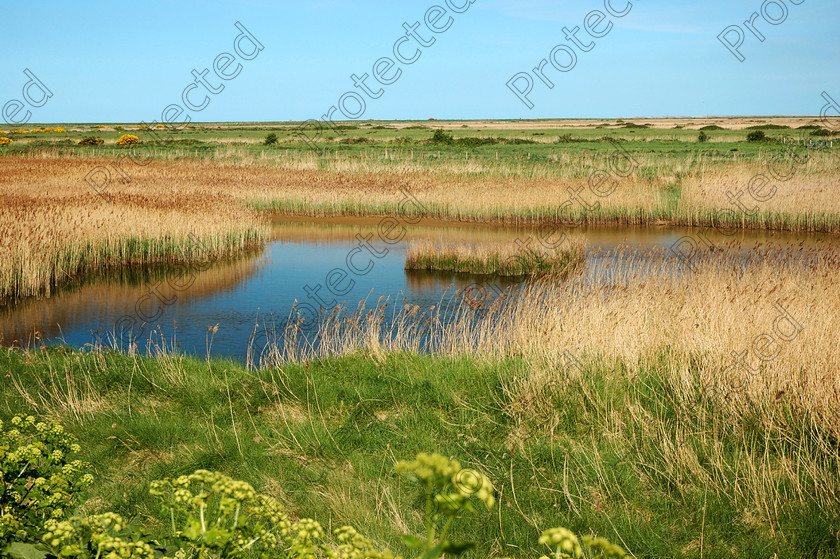 DSC 0293 
 Lake in North Norfolk 
 Keywords: lake, norfolk, uk, weather, summer, sunny, blue, sky, no people