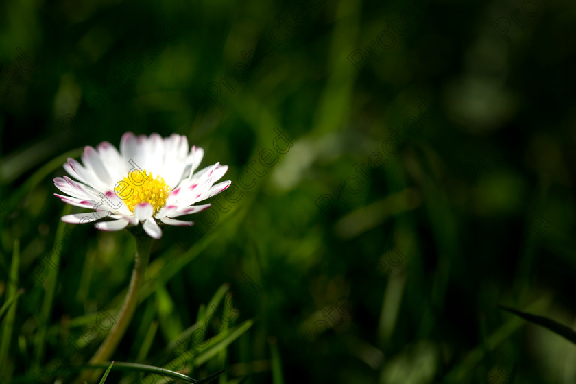 6H1C8803 
 Daisies 
 Keywords: bloom, blooming, botany, bright, chamomile, close, closeup, color, daisy, decoration, detail, environment, flora, flower, garden, green, herb, idyllic, macro, meadow, nature, nobody, ornament, ornamental, outdoor, plant, season, spring, stem, summer, sunny, up, vertical, vibrant, white