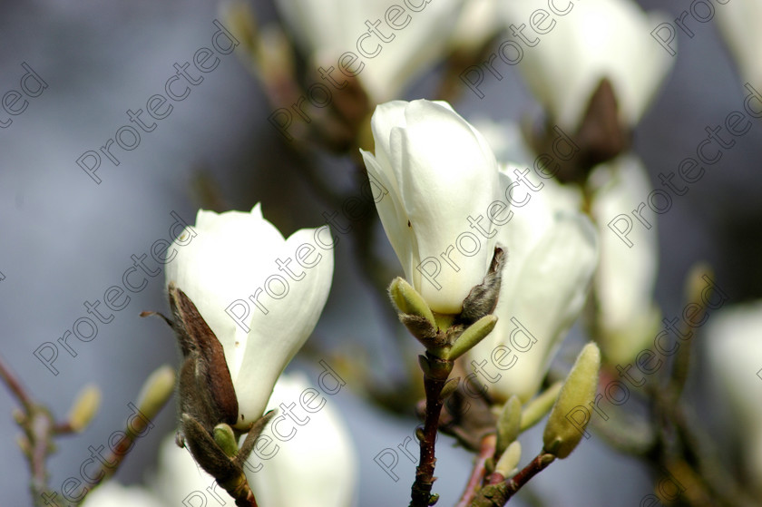 White-magnolia-001-final 
 White magnolia 
 Keywords: art, asian, background, beautiful, beauty, bloom, blooming, blossom, bright, camellia, clear, closeup, color, decoration, design, flora, floral, flower, fresh, garden, green, japanese, leaf, light, macro, natural, nature, people, petal, pink, plant, pretty, red, romantic, scenery, spring, water, white