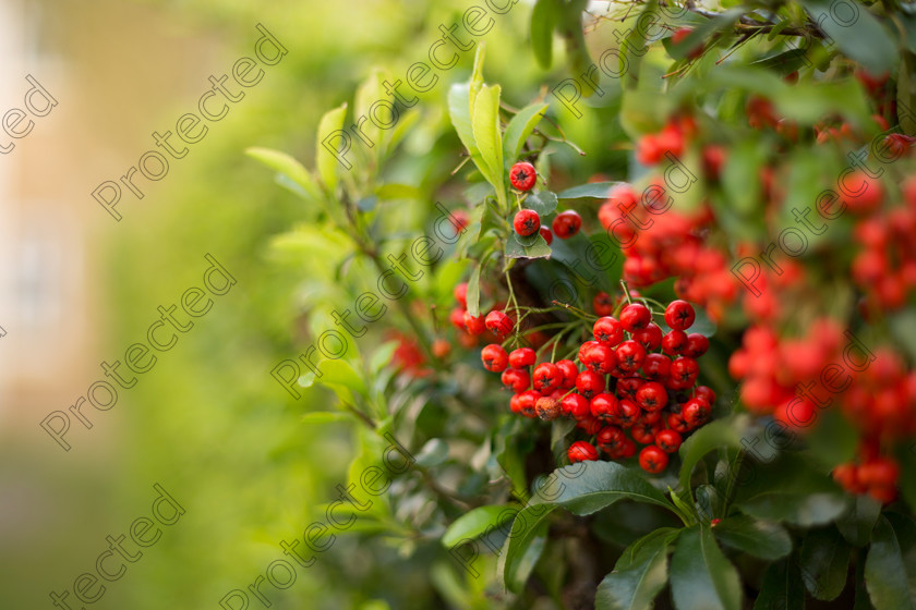 Pyracantha-003 
 Firethorn 
 Keywords: pyracantha, autumn, forest, advertisement, tree, photo, park, green, yellow, leaf, botanical, bright, orange, card, berries, sun, abstract, macro, season, autumn tree, flora, wood, greeting card, up, close up, garden, cover, color, close, fall, postcard, plant, copy space, leafage, beauty, outdoors, picture, sky, banner, placard, yard, fruit, beautiful, background, silhouette, branch, nature, image, timber, firethorn