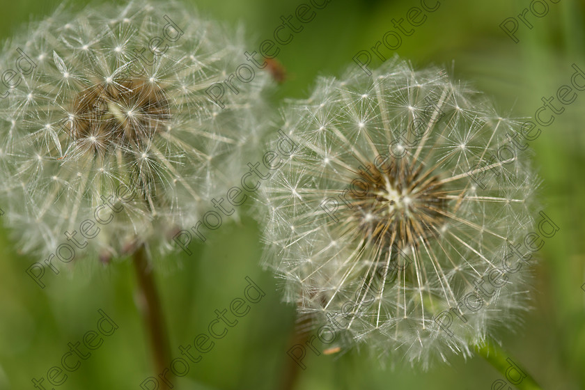 6H1C0767 
 Keywords: abstract, and, background, beautiful, beauty, black, blooming, blossom, botany, brown, close, closeup, dainty, dandelion, dandilion, dandylion, delicate, detail, fauna, flora, flower, fragile, fragility, fresh, head, lightweight, macro, nature, outdoors, parachute, petite, plant, pollen, pollinate, puff, round, season, seed, single, soft, spring, stem, structure, summer, texture, weed, white, wild