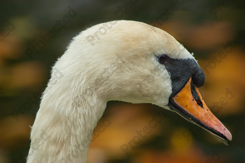 Swan-001 
 Swan head close up 
 Keywords: Bird, London, Park, Swan, animal, beak, bird, black, feather, head, mute, nature, outdoor, shot, swan, water, waterfowl, white