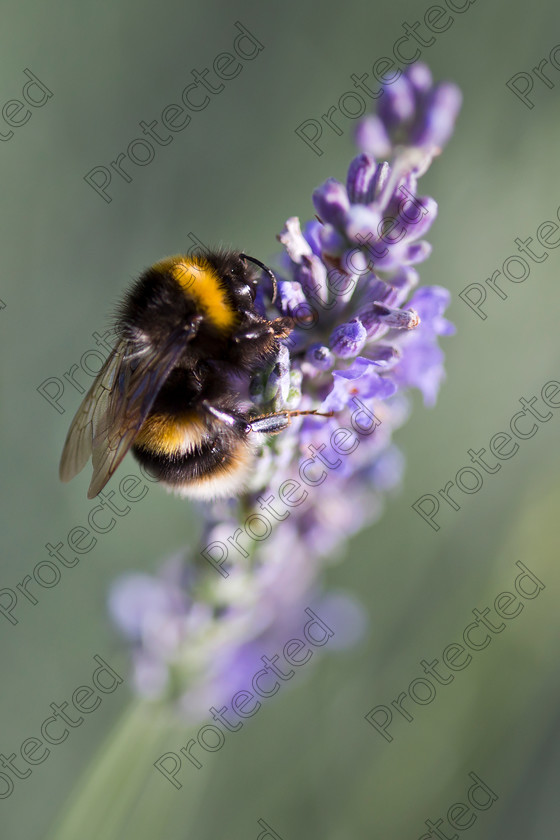 Bumble-bee-on-lavender-002-full-res 
 Bumble bee on lavender 
 Keywords: bombus, uk, honey, natural, park, spring, flower, yellow, field, bumble, summer, nectar, bee, black, pollen, lavender, purple, england, garden, color, colorful, plant, insect, carpenter, terrestris, norfolk, beautiful, background, nature, large