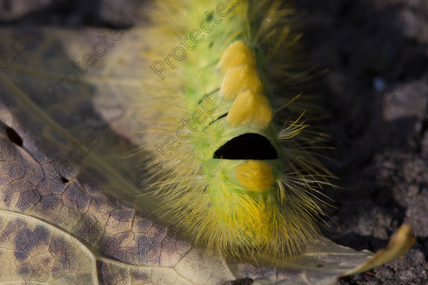 Caterpillar-005 
 Yellow caterpillar 
 Keywords: yellow, fluffy, stalk, caterpillar, background, green, red, black, health, wildlife