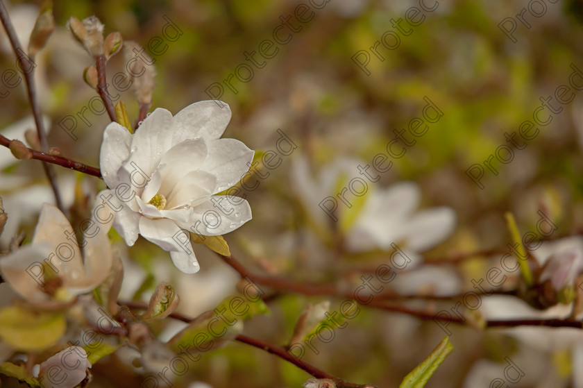 DSC 0168-copy-copy 
 White blossom 
 Keywords: white, blossom, spring, flower