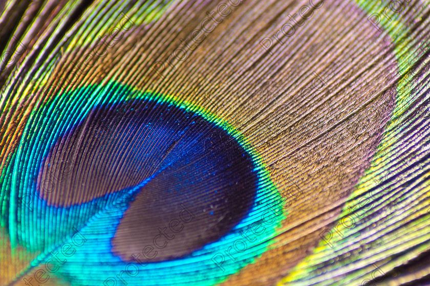 Peacock feather 01 full res 
 Peacock feather close up 
 Keywords: birds, feather details, feathers, greens, macro, peacock, peacock feathers