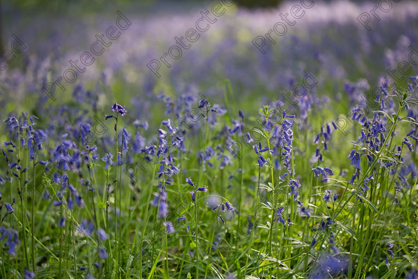 Bluebells002 
 Bluebell woods 
 Keywords: background, beautiful, beauty, bells, blue, bluebell, carpet, countryside, england, floral, flower, forest, green, idyllic, landscape, nature, outdoors, picturesque, rural, scene, scenery, scenic, spring, springtime, tree, uk, wild, wilderness, wildflowers, wood, woodland