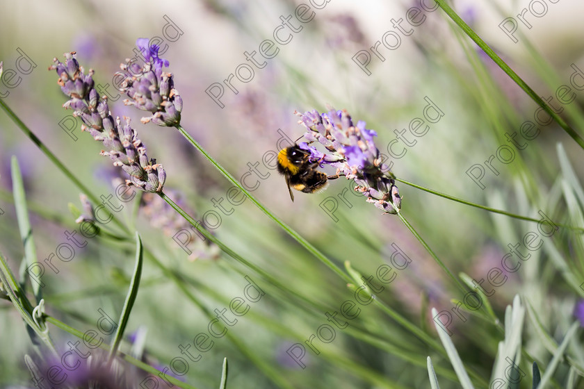 Bumble-bee-on-lavender-001-full-res 
 Bumble bee on lavender 
 Keywords: bombus, uk, honey, natural, park, spring, flower, yellow, field, bumble, summer, nectar, bee, black, pollen, lavender, purple, england, garden, color, colorful, plant, insect, carpenter, terrestris, norfolk, beautiful, background, nature, large