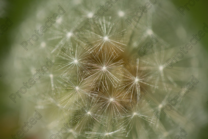 6H1C0774 
 Keywords: abstract, and, background, beautiful, beauty, black, blooming, blossom, botany, brown, close, closeup, dainty, dandelion, dandilion, dandylion, delicate, detail, fauna, flora, flower, fragile, fragility, fresh, head, lightweight, macro, nature, outdoors, parachute, petite, plant, pollen, pollinate, puff, round, season, seed, single, soft, spring, stem, structure, summer, texture, weed, white, wild