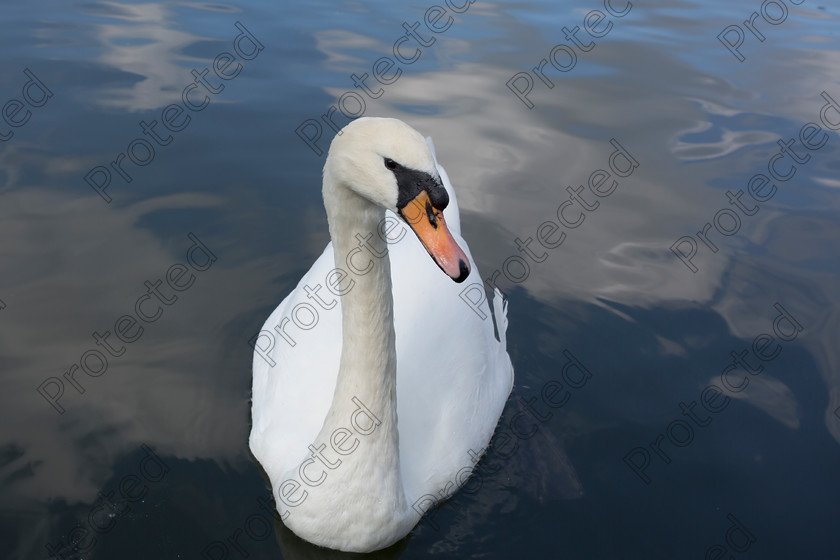 Swan-001