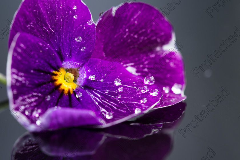 Pansy-006 
 Pansy 
 Keywords: water, beautiful, abstract, summer, closeup, fresh, flower, plant, detail, blossom, flora, reflection, spring, purple, pansy