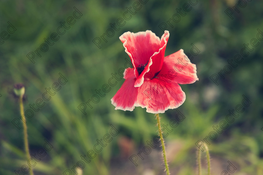 derby 351 
 Red poppy 
 Keywords: beautiful, beauty, bloom, bud, close, color, common, day, decoration, environment, field, flake, flowers, garden, grass, green, growing, leaves, meadow, natural, nature, outdoor, poland, protected, season, spring, stamens, stem, summer, up, weather