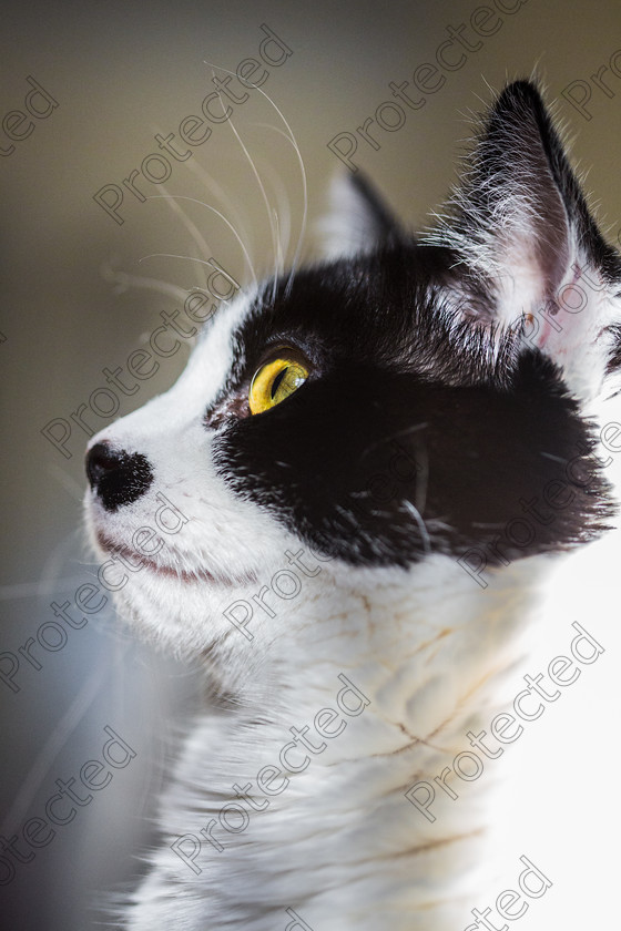 6H1C1518 
 Cat close up 
 Keywords: cat, black, white, up, background, close, photography, feline, face, animal, domestic, mammal, fur, closeup, portrait, eyes, looking, pet, young, cute, eye, halloween, yellow