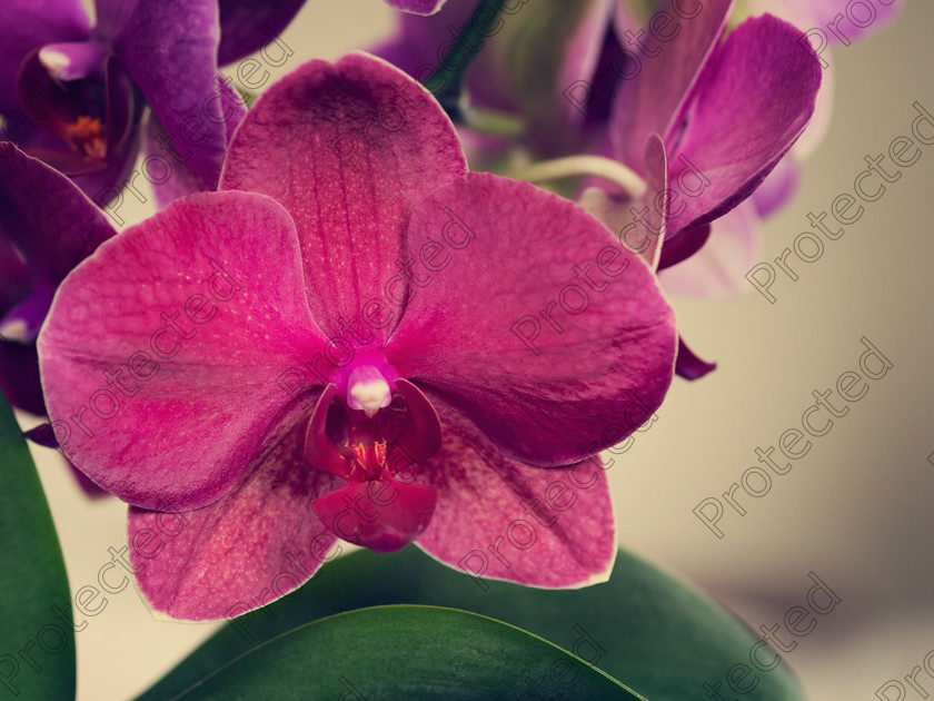 6H1C0555 
 Orchid 
 Keywords: branch, bridal, flower, garden, moth, nature, orchid, petal, phalanopsis, pink, pistil, purple, shower, stamen