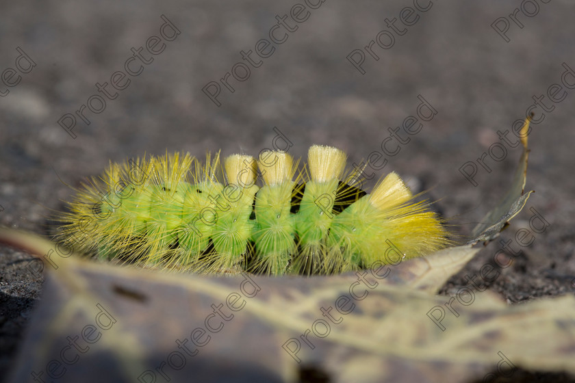 Caterpillar-003 
 Yellow caterpillar 
 Keywords: yellow, fluffy, stalk, caterpillar, background, green, red, black, health, wildlife