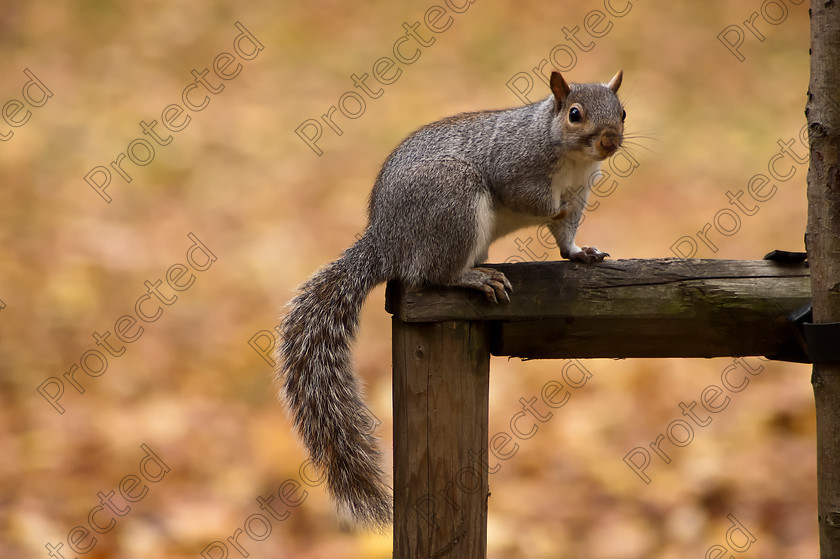 Squirrell2 
 Grey squirrel posing 
 Keywords: adorable, animal, autumn, brown, bushy, claws, creature, curious, cute, eyes, fauna, feet, fluffy, forest, fur, furry, gray, grey, hair, mammal, natural, nature, outdoor, outside, park, paws, posing, rodent, small, squirrel, stare, tail, tree, wild, wildlife
