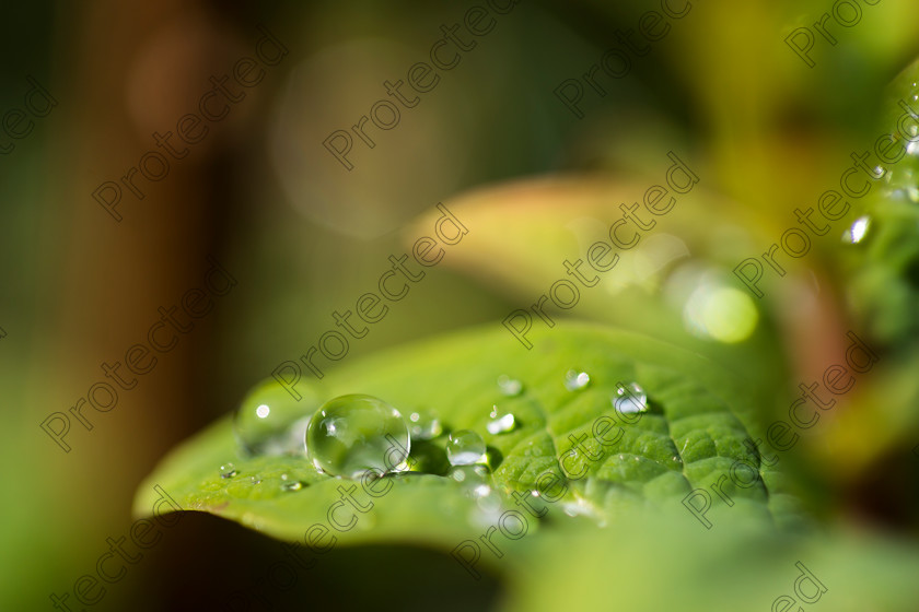 Droplets-001 
 Droplets 
 Keywords: leaf, water, macro, drops, green, dew, nature, drop, spring, droplet, background, fresh, rain, plant, liquid, droplets, environment, freshness, wet, grass, summer, bright, growth, raindrop, closeup