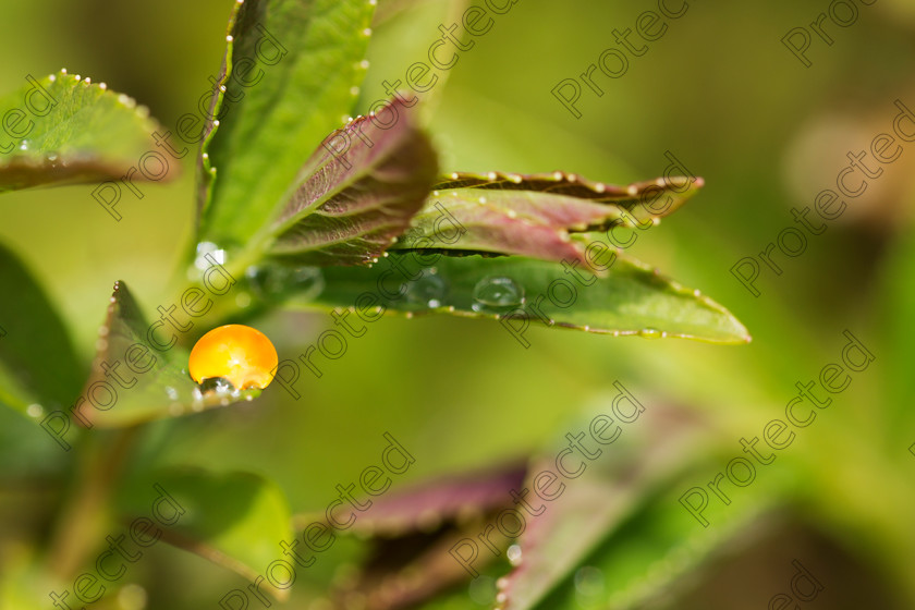 Droplets-004 
 Droplets 
 Keywords: leaf, water, macro, drops, green, dew, nature, drop, spring, droplet, background, fresh, rain, plant, liquid, droplets, environment, freshness, wet, grass, summer, bright, growth, raindrop, closeup