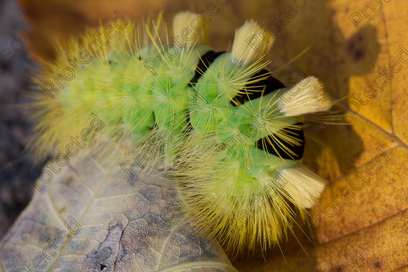 Caterpillar-009 
 Yellow caterpillar 
 Keywords: yellow, fluffy, stalk, caterpillar, background, green, red, black, health, wildlife
