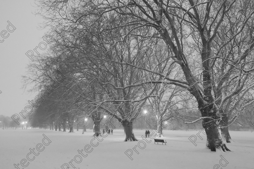 6H1C1387 
 Snow 
 Keywords: trees, city, snow, monochrome